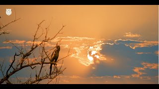 Harike Wetland and Bird Sanctuary Ferozepur Punjab Incredible India [upl. by Flore744]