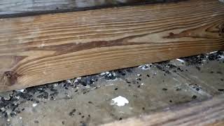 Cleaning up an attic after a severe roof rat infestation by vacuuming amp decontaminating Urine feces [upl. by Ruomyes41]