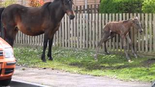 New born foal in Brockenhurst [upl. by Suoicul83]