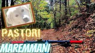 MTB Circondato dai cani in bici 😨 [upl. by Geffner]