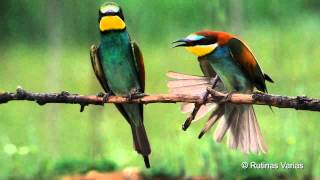 Abejarucos 11052012 Merops apiaster BeeEater Bienenfresser [upl. by Siuraj]