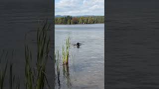 Binford Phelps FIRST swim [upl. by Ahsikin]