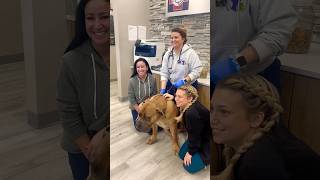 I took my huge boerboel to the vet short shorts dog boerboel puppy [upl. by Asir]