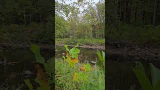 Otter Creek in South Wallingford VT tga taylorsgrandadventures walkintosuccess vermont creek [upl. by Anilocin]