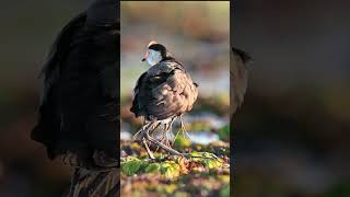 Jacana Daddy looking after babies [upl. by Klaus]