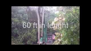 worlds largest snake 60 feet [upl. by Milore222]