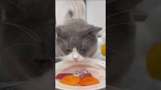 Cat asmr video  asmr cat video  asmr sound cat asmr asmrvideo asmrsounds [upl. by Aihsiyt84]