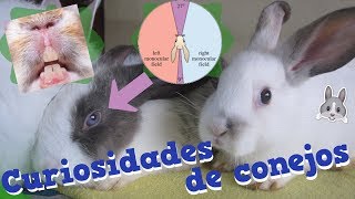 ¿Los conejos son territoriales¿Son roedores o lagomorfos¿Son presas  Las bestias de George [upl. by Atnek]