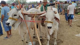 feira de gado CachoeirinhaPe 08022024 nordeste agro nelore pecuaria sindi guzerá [upl. by Luapnoj582]