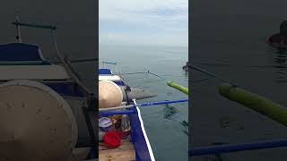 Craziest Fishing EVER Massive Billfish JawDropping Fishing Adventure [upl. by Nnylatsyrk]