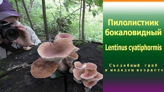 Пилолистник бокаловидный  Lentinus cyatiphormis Съедобен в молодом возрасте [upl. by Adnahcir]