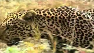 THE LEOPARDS SON 5 of 8 FULL DOCUMENTARY [upl. by Ybbed886]