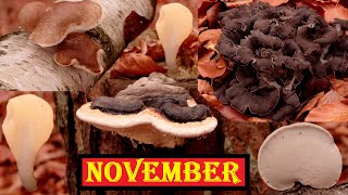 Pilze sammeln im November 🍂🍄 Vitalpilze bzw Heilpilze und Klassiker wie Herbsttrompeten und Parasol [upl. by Lunseth120]