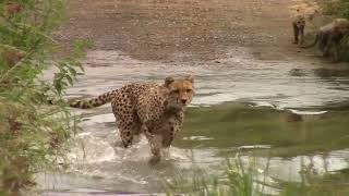 Cheetah amp Cubs in Dinokeng Game Reserve [upl. by Friede13]