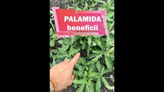 Palamida buruiana cu beneficii [upl. by Malanie]