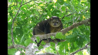 Sulawesi bear cuscus Ailurops ursinus [upl. by Cromwell]