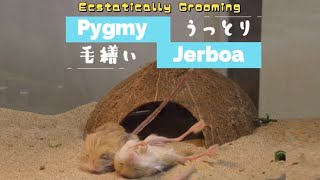 PygmyJerboa うっとり毛繕い [upl. by Aleacem534]