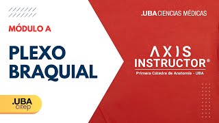 AXIS  PLEXO BRAQUIAL [upl. by Anerom]