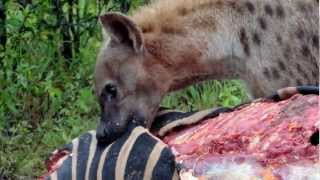 Predators of Tintswalo Hyena feeding on a Zebra [upl. by Deloris]