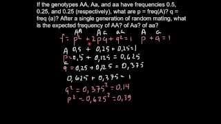 What is expected new allele frequency in F1 generation [upl. by Paza]