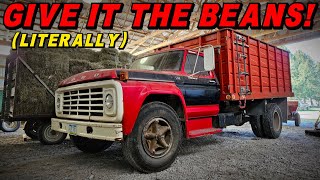 Will this Old Grain Truck RUN amp DRIVE in Time for HARVEST [upl. by Aisenat478]