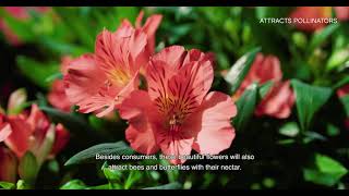 Royal Van Zanten product video Colorita® pot alstroemeria series [upl. by Couhp458]