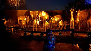 LANTERN amp LIGHTS AT CHESTER ZOO JORDAN MAKISIG🇵🇭🇬🇧 [upl. by Elagiba]