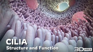 The structure and function of Cilia  3D Animation [upl. by Martinson]