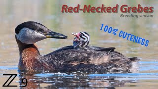 RedNecked Grebes  Breeding season [upl. by Rufus562]