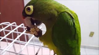 Perico comiendo cacahuate [upl. by Terryn734]