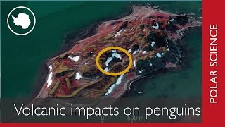 Penguin colony repeatedly decimated by volcanic eruptions [upl. by Ahsanat]