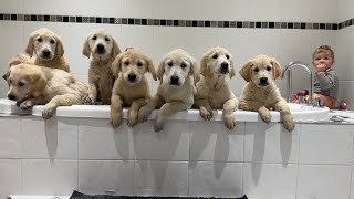 Adorable Golden Retriever Puppies Have Their First Bath Cutest Ever [upl. by Lymann]