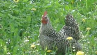 The Chicken🔴Gallus gallus domesticus [upl. by Zacarias]