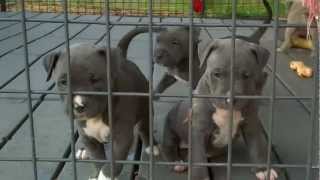 American Pitbull Blue Nose Puppies [upl. by Ricardo]