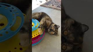 DD leker Exotic kattunge 😻🐱 cat katt kitten cute perser pets funny exotic kattunge [upl. by Notnirb]