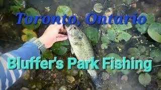 Bass fishing at Scarborough Ontario Bluffers Park Pond [upl. by Emlyn928]