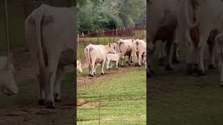 50 3yr old Charolais cows with Angus sired calves all off 1 Ranch cow charolais angusbulls ranch [upl. by Diet604]