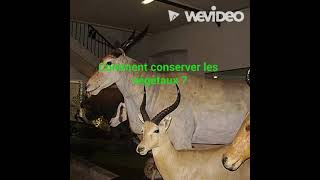 Quelques techniques de conservation des animaux [upl. by Ailis]