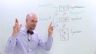 Spesiell regulering av tyroideahormoner [upl. by Andel]