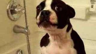 Funny Boston Terrier Howling to Mission Impossible [upl. by Dviad376]