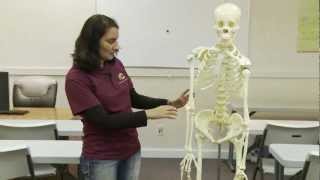 Skeleton Anatomy and Physiology Review Bones 01 [upl. by Marks]