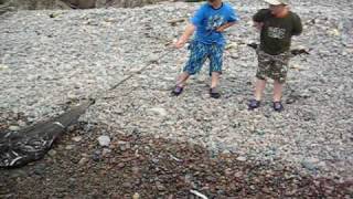 Capelin fishing in la scie nl [upl. by Lletniuq]