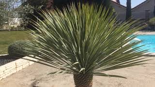 yucca rostrata le gracieux exotique rustique [upl. by Ynoyrb]