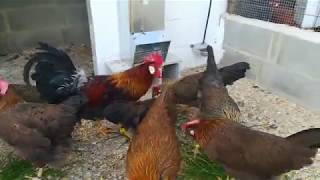 Brown Leghorn Chickens and Roosters  Breeding Flock [upl. by Adnol]