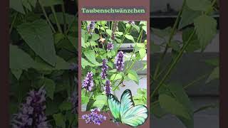 Taubenschwänzchen schmetterling insekten sachsenanhalt [upl. by Icak528]