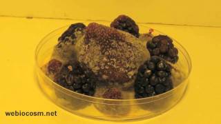 Strawberry Blackberries and Raspberries Decomposing in a Petri Dish  Timelapse [upl. by Fabrice]