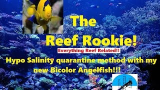 Hypo salinity quarantine method with bicolor angelfish [upl. by Joey]