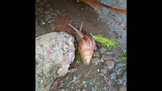 TWO SNAILS PASS EACH OTHER mollusks snail pass eachother waterpond gardenlife mybackyard [upl. by Ahsitil]