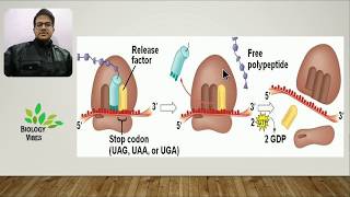 Protein Synthesis  Translation Process  English  NCERT  NEET  Class 12 [upl. by Yul]