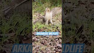 ARKANSAS WILDLIFE HAWK EATING WELL HAWK VS SQUIRREL [upl. by Ecirtaed]